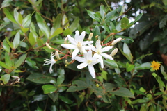 Bejaria