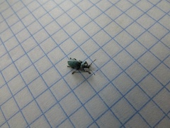 Phyllobius maculicornis