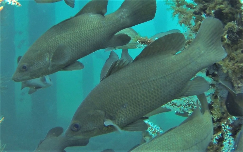 Sand Basses