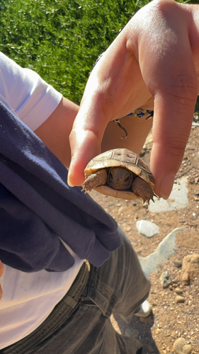 Testudo graeca