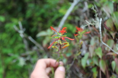 Castilleja integrifolia