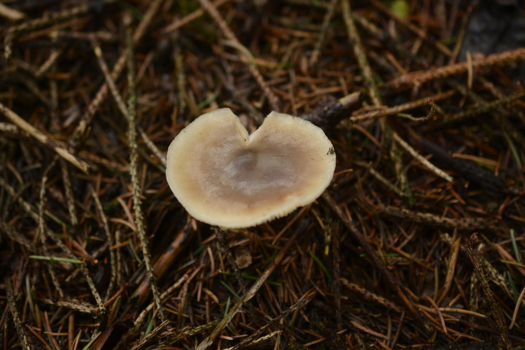 Rhodocollybia asema · December 2025 · photo: © cryptomarasmius (iNaturalist, cc-by)