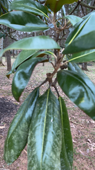 Magnolia grandiflora