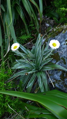 Celmisia semicordata