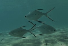 Trachinotus baillonii