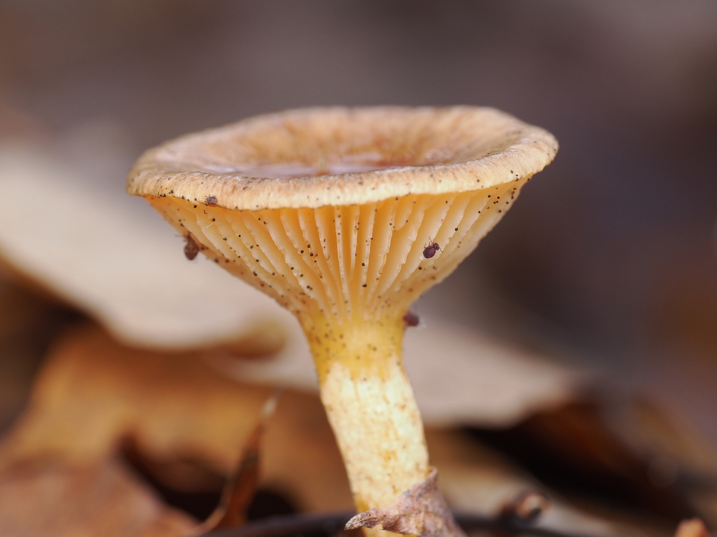Hygrophorus hypothejus · December 2025 · photo: © alexis_orion (iNaturalist, cc-by)