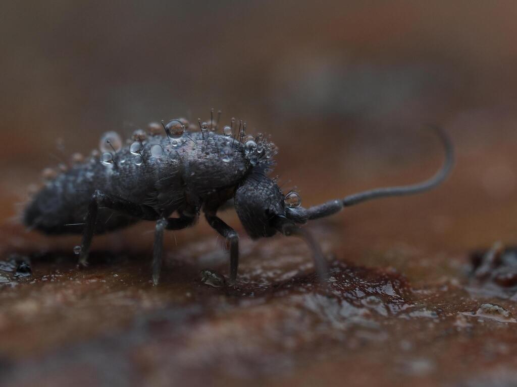 Pogonognathellus flavescens