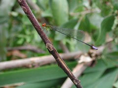 Pseudagrion hageni