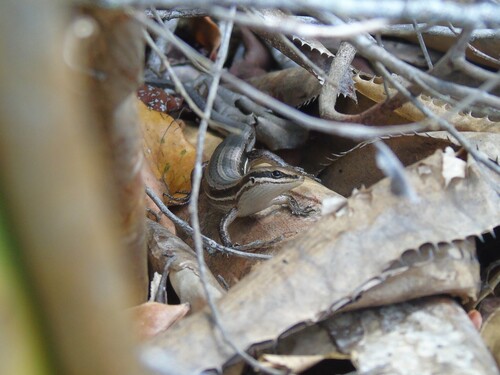 Bahia Small-headed Skink, Brasiliscincus agilis