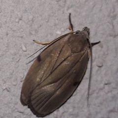 Stenoma exarata