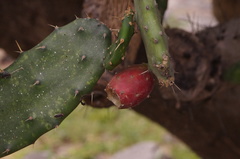 Opuntia auberi