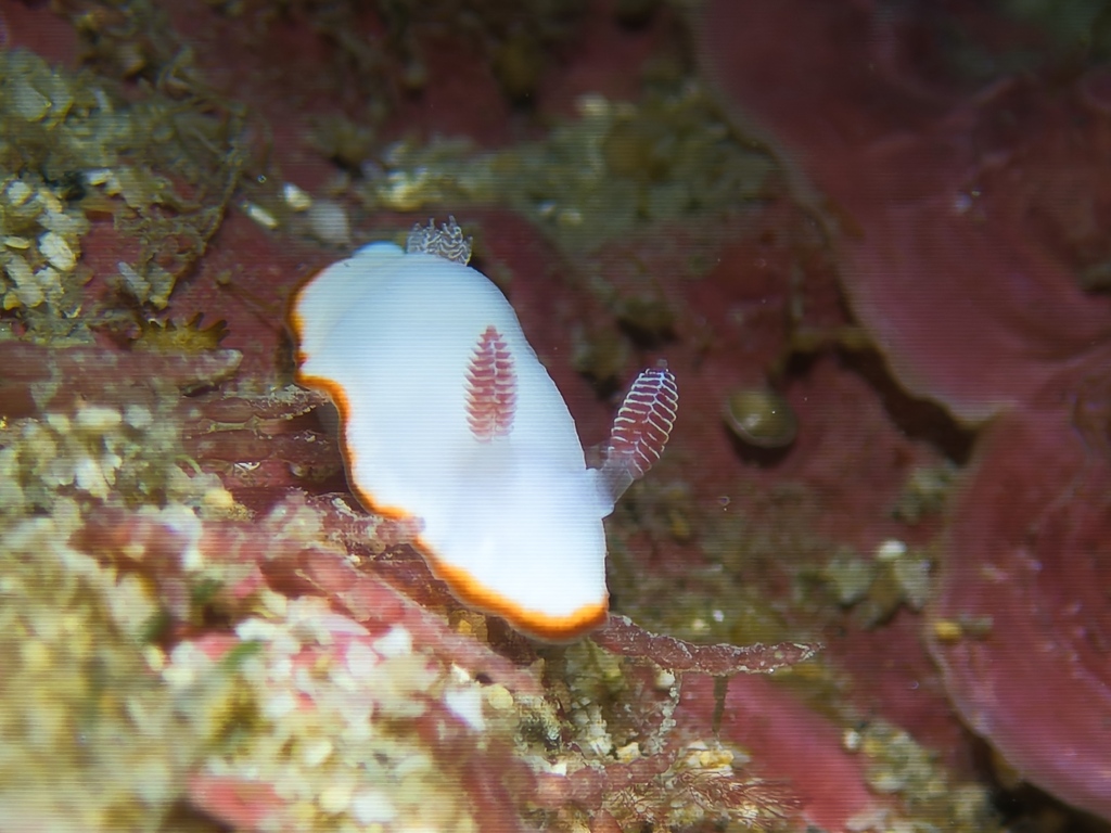 Pink-eared Rainbow Dorid