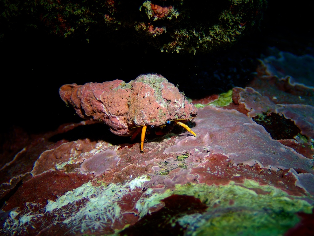 Calcinus gaimardii