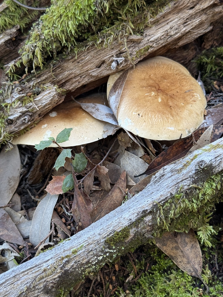 Leucopaxillus gentianeus · December 2025 · photo: © rogerraiche (iNaturalist, cc-by)