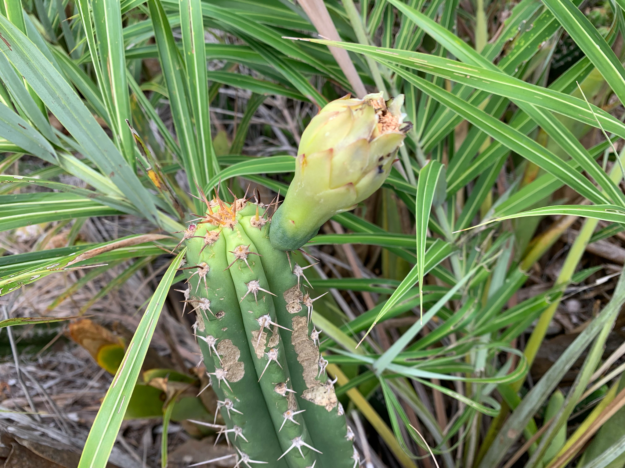 Pilosocereus arrabidae