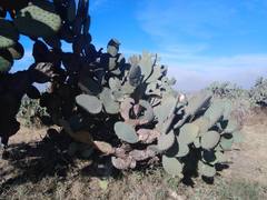 Opuntia