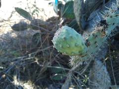 Opuntia
