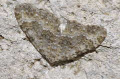 Coenotephria ablutaria