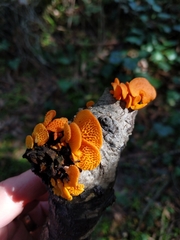Favolaschia calocera