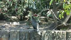 Nannopterum brasilianum