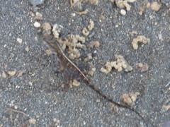 Anolis oculatus