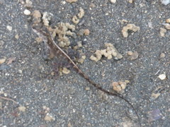 Anolis oculatus