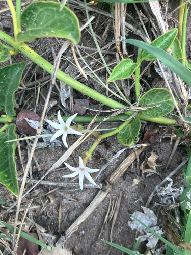 Sweet Starjasmine (Orthanthera jasminiflora)