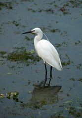 Egretta garzetta