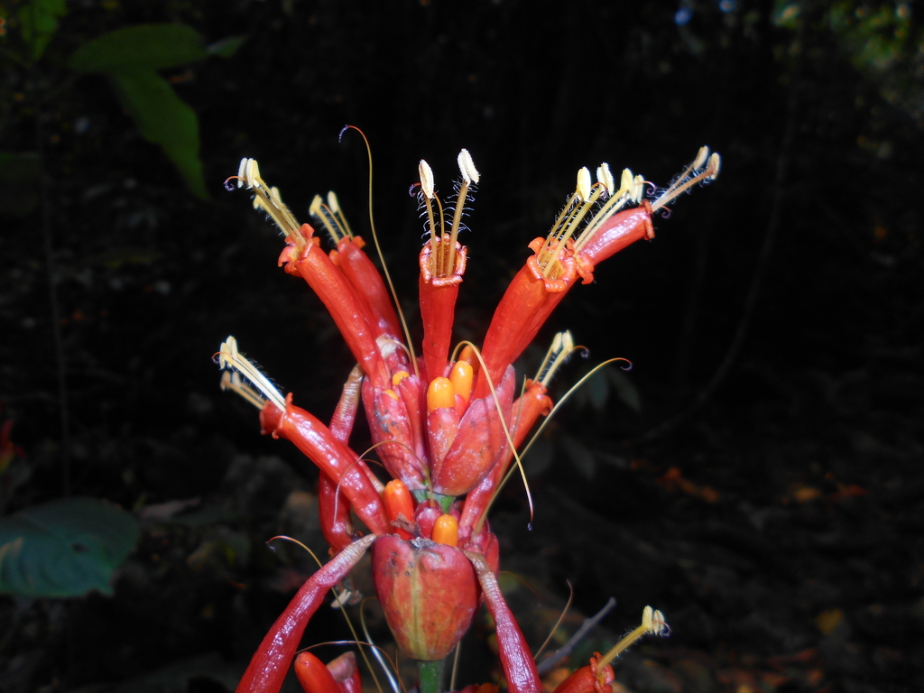 Sanchezia pulchra