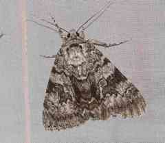 Catocala semirelicta