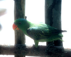 Tanygnathus lucionensis