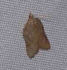 Acleris effractana