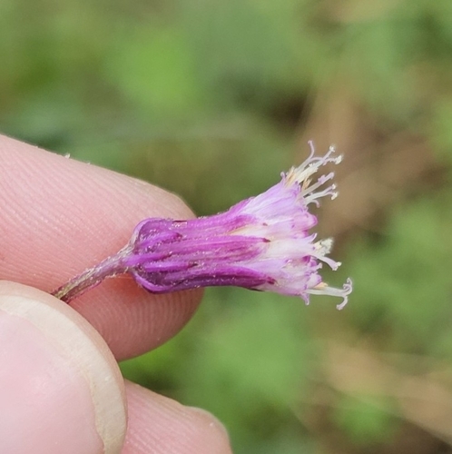 Senecio callosus, photograph 4