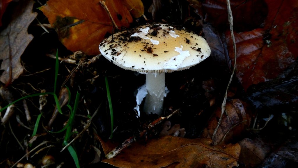 Amanita junquillea · December 2025 · photo: © patricklm35 (iNaturalist, cc0)