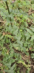 Senecio callosus, photograph (c) Buckelkopfcichlide, some rights reserved (CC BY)