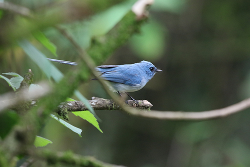 White-tailed Blue Flycatcher