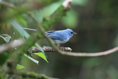 White-Tailed Blue Flycatcher photo 2