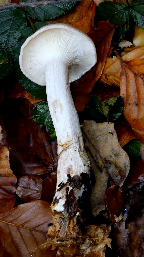 Clitocybe nebularis · December 2025 · photo: © patricklm35 (iNaturalist, cc0)