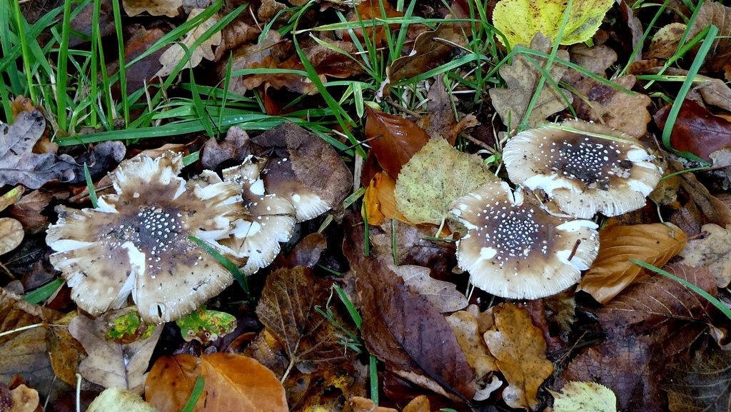 Amanita pantherina · December 2025 · photo: © patricklm35 (iNaturalist, cc0)