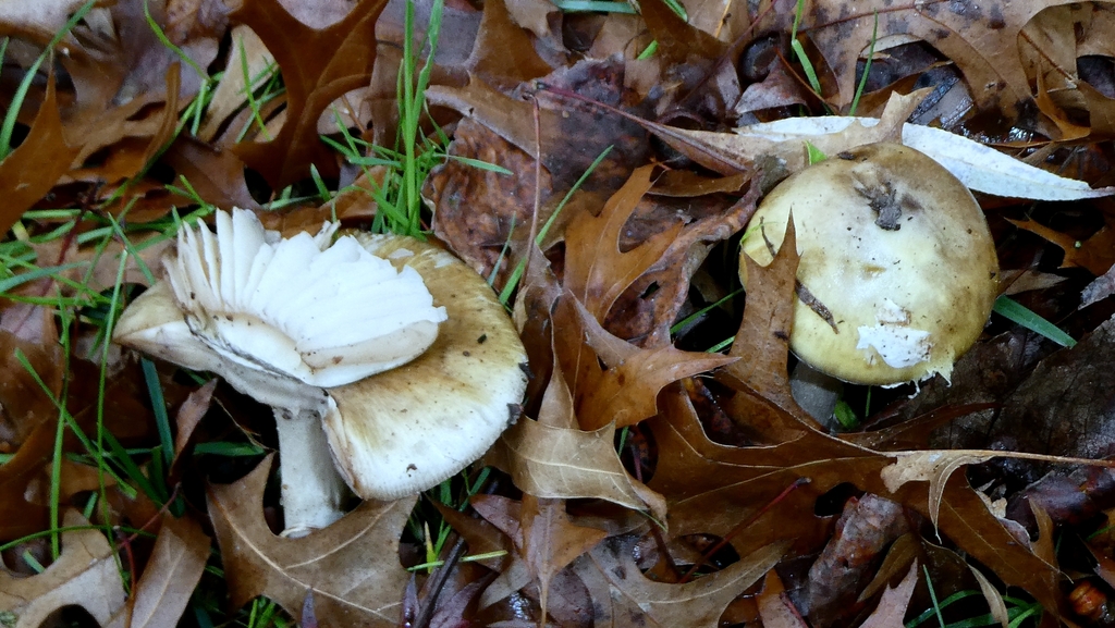 Amanita phalloides · December 2025 · photo: © patricklm35 (iNaturalist, cc0)
