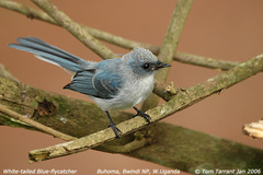 White-Tailed Blue Flycatcher photo 3