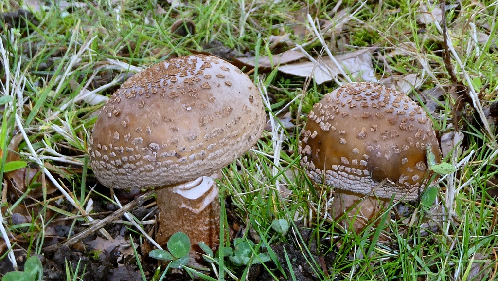 Amanita rubescens · December 2025 · photo: © patricklm35 (iNaturalist, cc0)