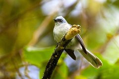 White-Tailed Blue Flycatcher photo 4