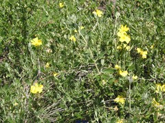 Cistus lasianthus alyssoides
