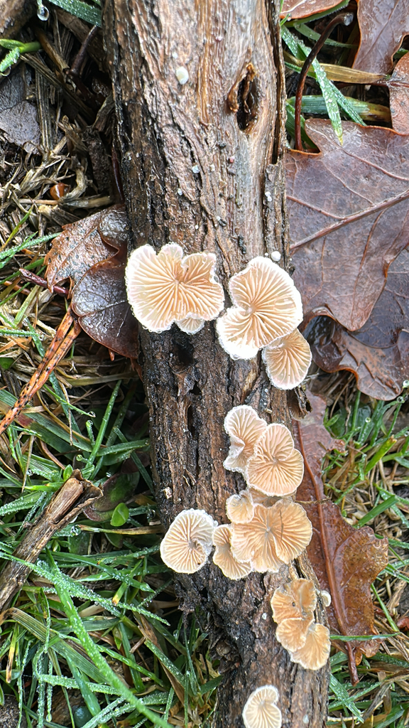 Crepidotus · December 2025 · photo: © lostculture (iNaturalist, cc-by)