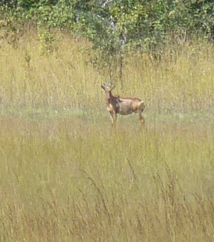 Lichtenstein's Hartebeest