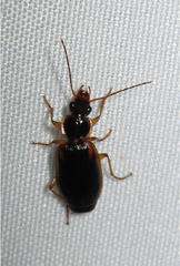 Cymindis limbata