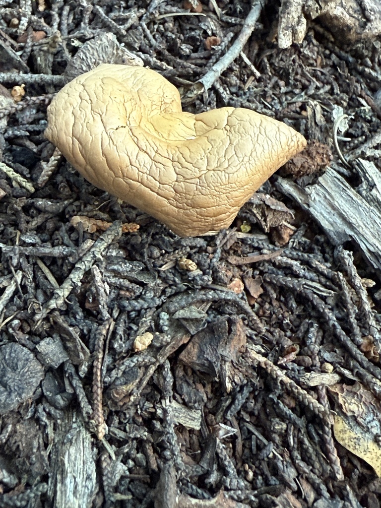 Gymnopus dryophilus · December 2025 · photo: © rogerraiche (iNaturalist, cc-by)