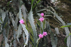 Disocactus nelsonii