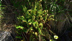 Polystichum cystostegium